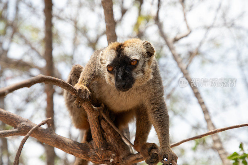 可爱的棕色狐猴(Eulemur fulvus)有橙色的眼睛。